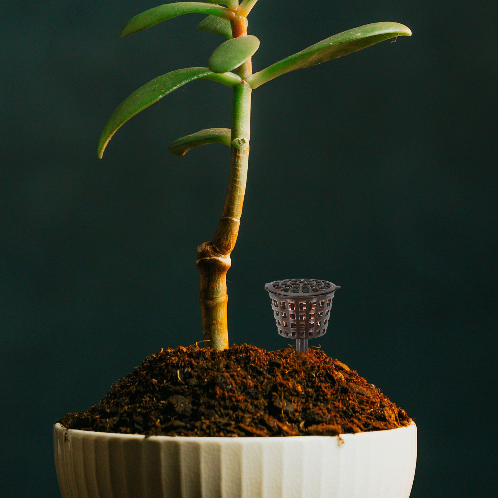 20Pcs Premium Plastic Fertiliz – Bonsai Gardener recenzja i cena