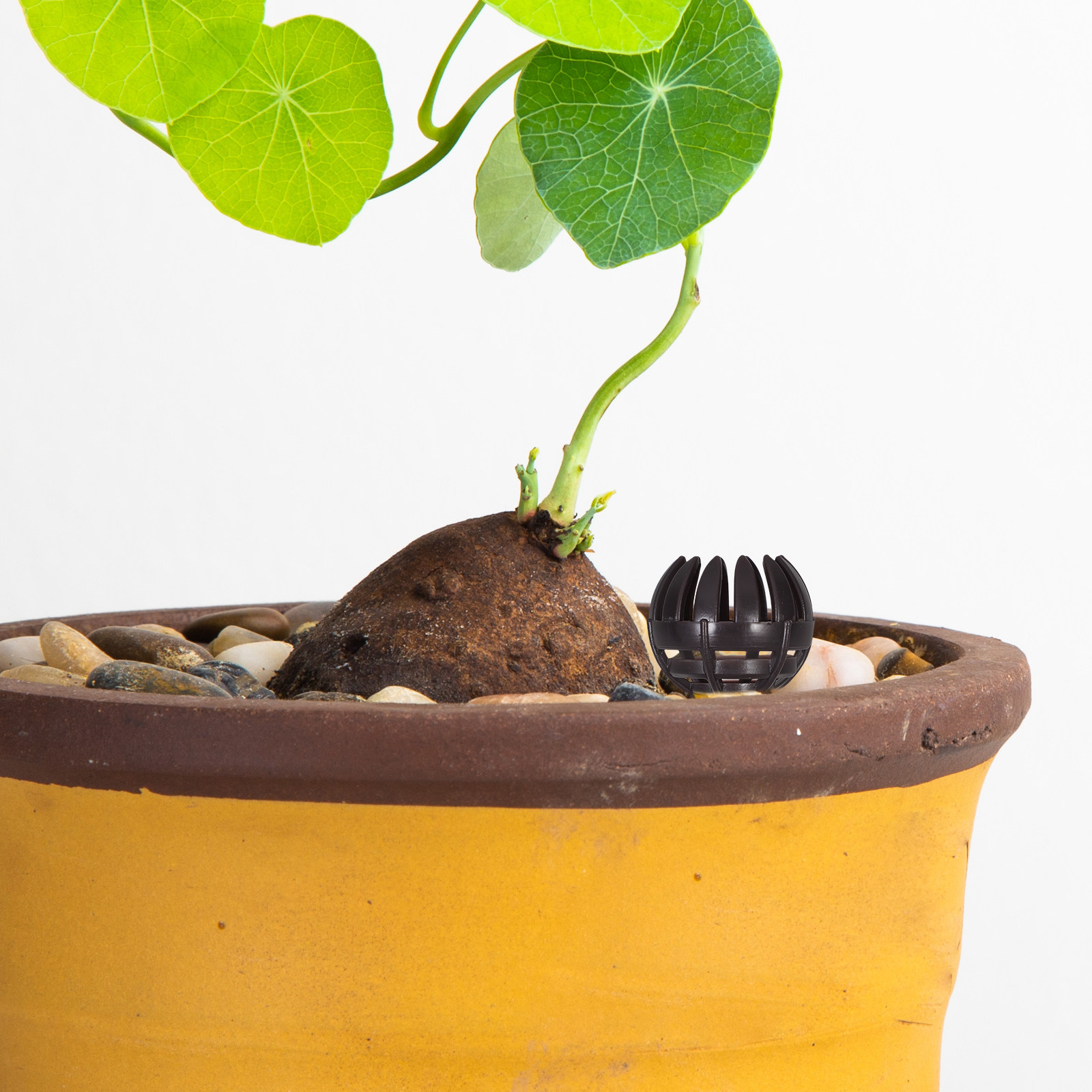 20Pcs ABS Fertilizer Basket fo – Bonsai Gardener recenzja i cena