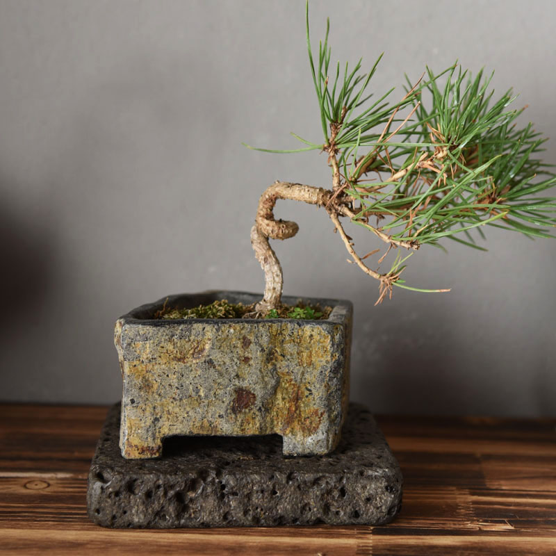 Basalt Natural Stone Flower Po – Bonsai Garden Chinese Garden recenzja i cena