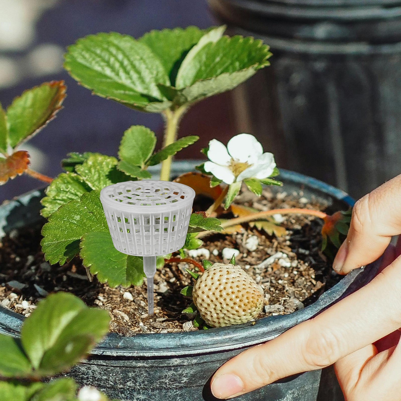 10Pcs Fertilizer Box Plastic L – Bonsai Gardener recenzja i cena