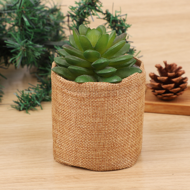 Bonsai Tree Kit Mini Succulent – Bonsai Garden Grow Kit recenzja i cena